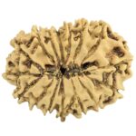 16 Mukhi Rudraksha 25.4mm 2gm - Rudraksha back