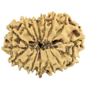 16 Mukhi Rudraksha 25.4mm 2gm - Rudraksha back