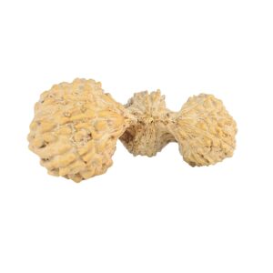 rudraksha_back_image-kb_Ov.jpg 20 Mukhi Trijuti 22.8mm 0.95gm - Rudraksha back