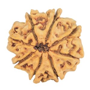 8 Mukhi Rudraksha 29mm 6.68gm - Rudraksha back