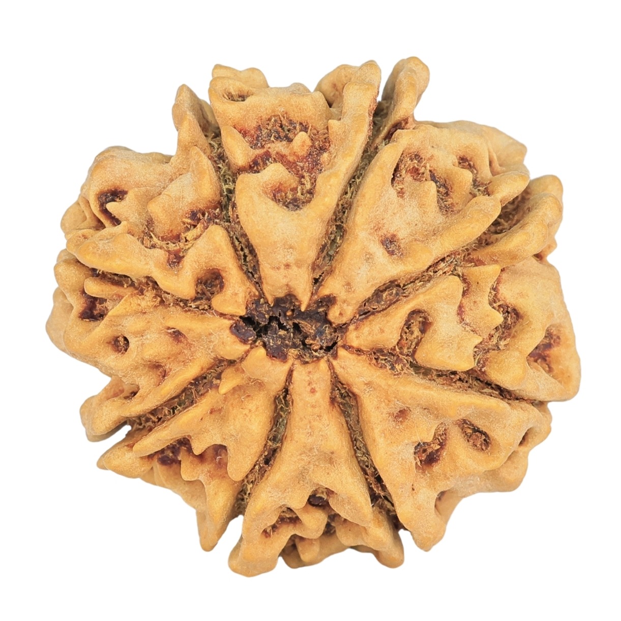 8 Mukhi Rudraksha 29mm 6.68gm - Rudraksha back