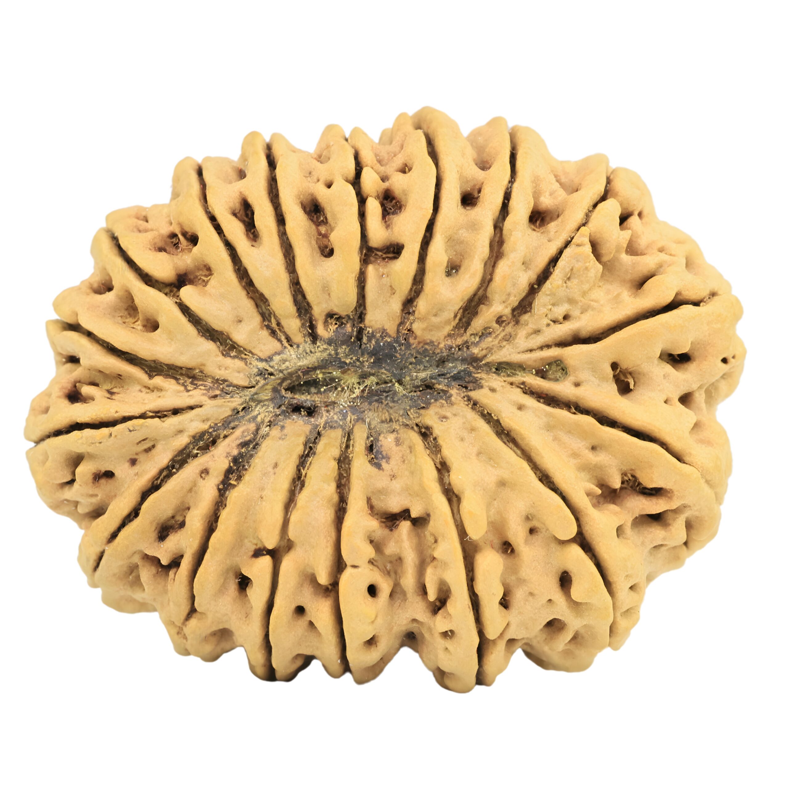 17 Mukhi Rudraksha 40.5mm 10.32gm - Rudraksha back