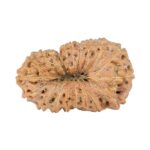 20 Mukhi Rudraksha 22.4mm 1.46gm - Rudraksha back