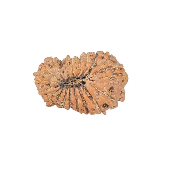19 Mukhi Rudraksha 18.9mm 1.26gm - Rudraksha back
