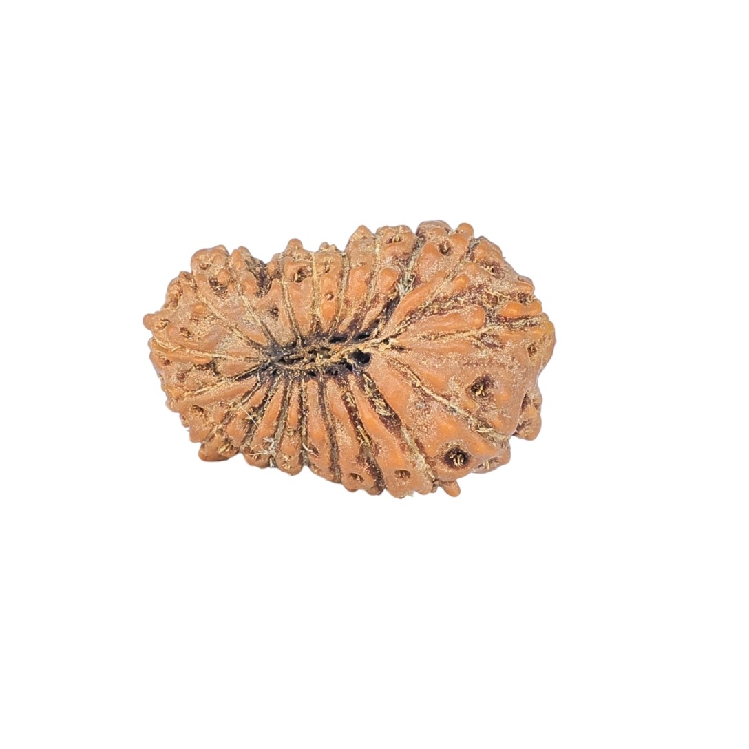 19 Mukhi Rudraksha 18.9mm 1.26gm - Rudraksha back