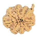 8 Mukhi Ganesh 31.8mm 5.77gm - Rudraksha back