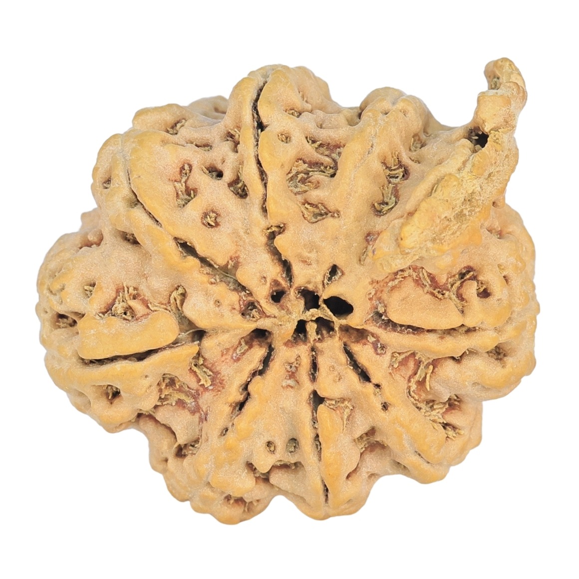 8 Mukhi Ganesh 31.8mm 5.77gm - Rudraksha back
