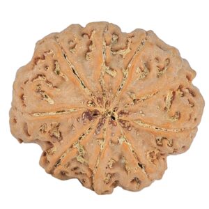 9 Mukhi Rudraksha 31.8mm 8gm - Rudraksha back