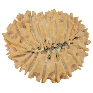 18 Mukhi Rudraksha 26.6mm 3.87gm - Rudraksha back