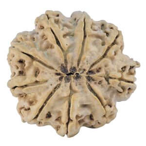 9 Mukhi Rudraksha 29.8mm 5.72gm - Origin: Nepal - Rudraksha back
