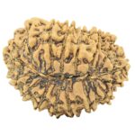 16 Mukhi Rudraksha 28.7mm 4.21gm - Rudraksha back