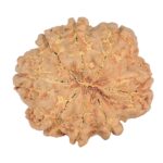 8 Mukhi Rudraksha 25.6mm 5gm - Rudraksha back
