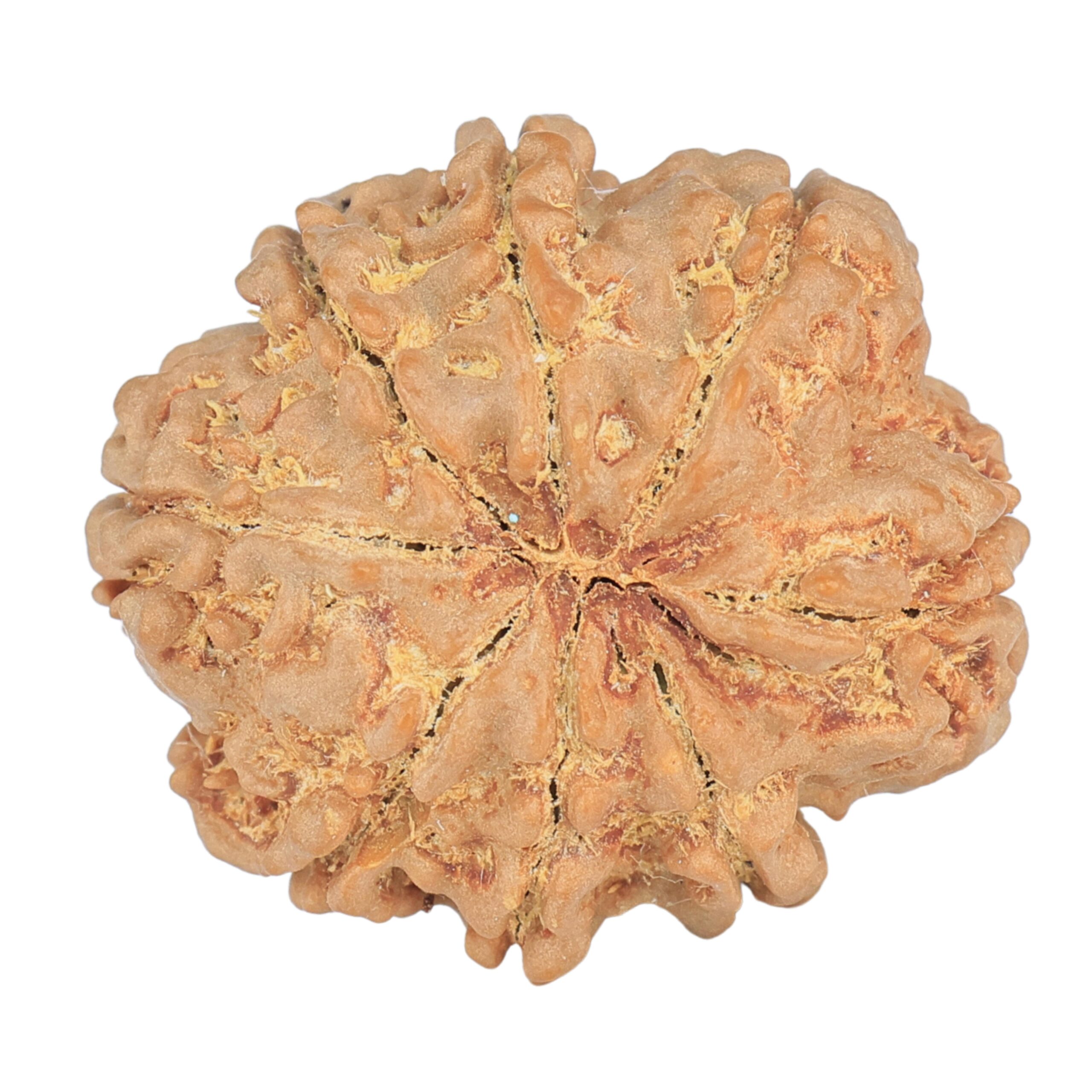 8 Mukhi Rudraksha 25.6mm 5gm - Rudraksha back