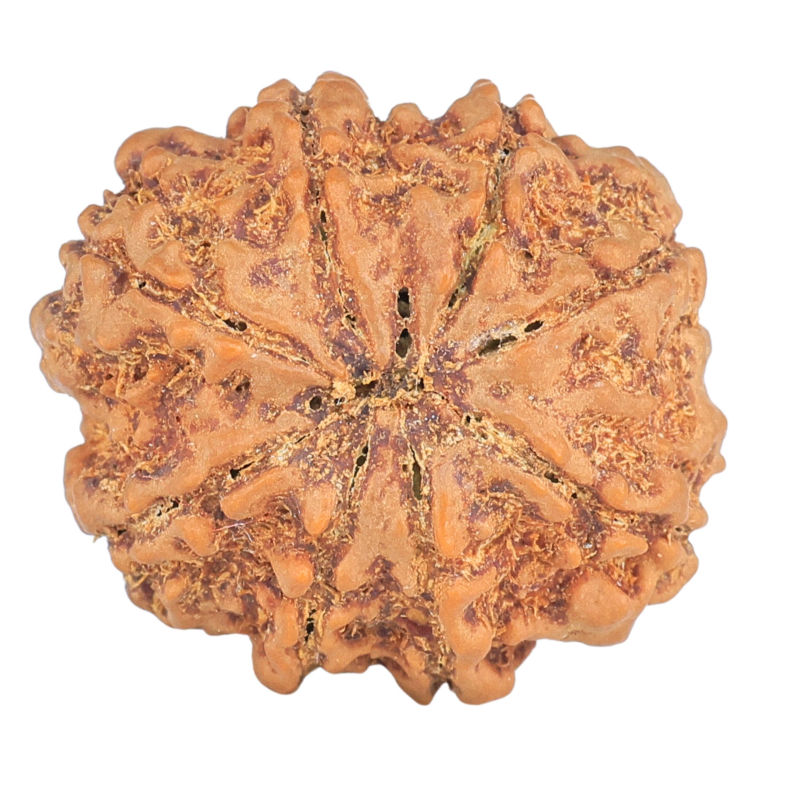 8 Mukhi Rudraksha 27.2mm 5.71gm - Rudraksha back