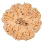 8 Mukhi Rudraksha 29.8mm 8.18gm - Rudraksha back