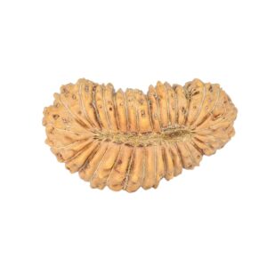 31 Mukhi Rudraksha 21.6mm 1.28gm - Rudraksha back