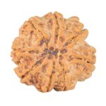 8 Mukhi Rudraksha 27.4mm 6.62gm - Rudraksha back