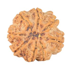 8 Mukhi Rudraksha 27.4mm 6.62gm - Rudraksha back