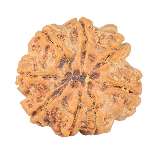 8 Mukhi Rudraksha 27.4mm 6.62gm - Rudraksha back