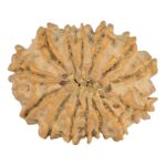 14 Mukhi Rudraksha 22.4mm 2.31gm - Rudraksha back