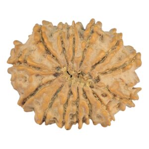 14 Mukhi Rudraksha 22.4mm 2.31gm - Rudraksha back