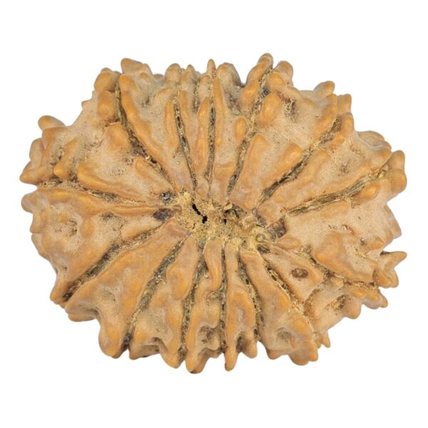 14 Mukhi Rudraksha 22.4mm 2.31gm - Rudraksha back