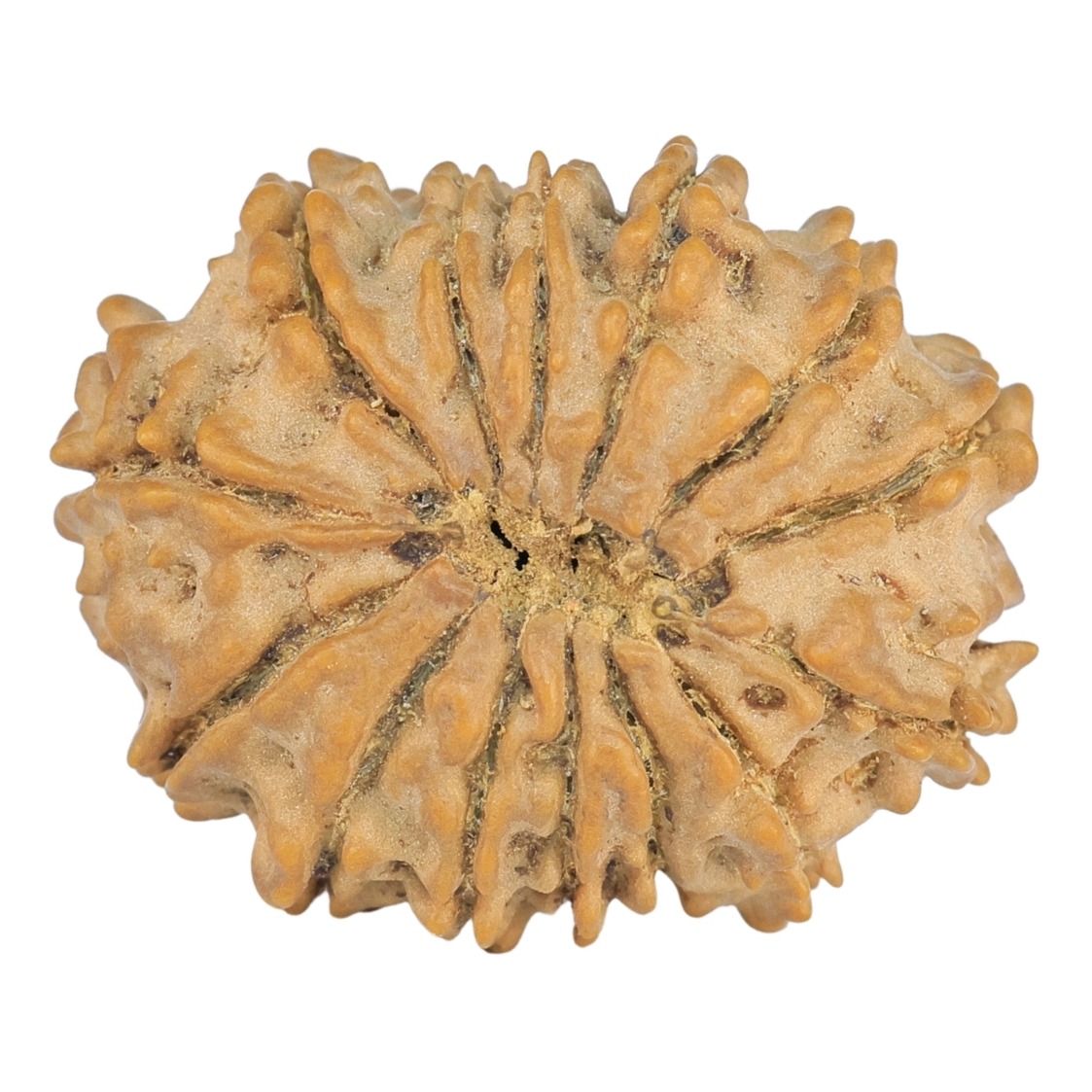 14 Mukhi Rudraksha 22.4mm 2.31gm - Rudraksha back
