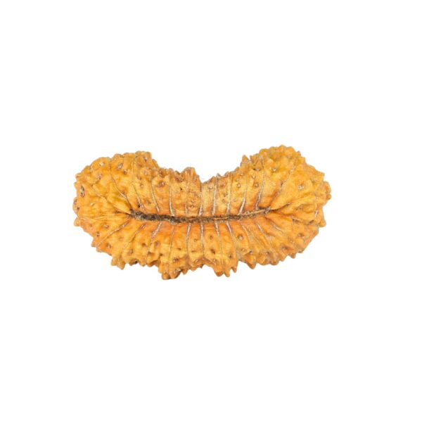 26 Mukhi Rudraksha 22.5mm 1.28gm - Rudraksha back