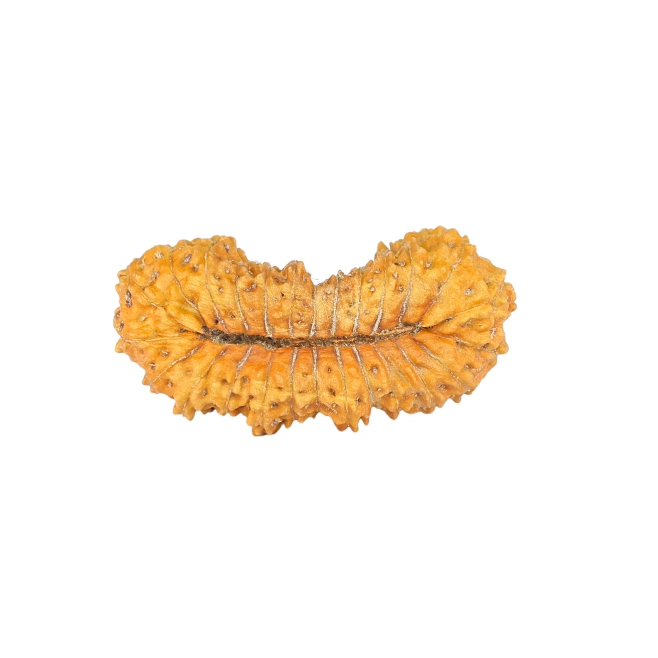 26 Mukhi Rudraksha 22.5mm 1.28gm - Rudraksha back