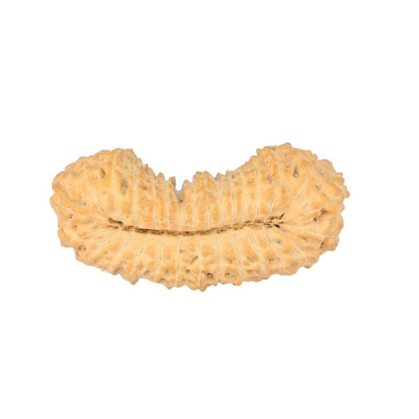 29 Mukhi Rudraksha 28.1mm 2.13gm - Rudraksha back