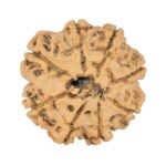 8 Mukhi Rudraksha 25.8mm 5.23gm - Rudraksha back