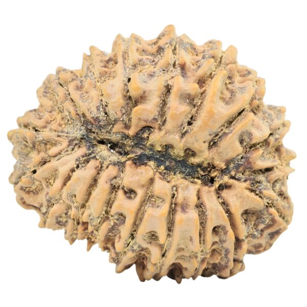 18 Mukhi Rudraksha 32.4mm 6.87gm - Rudraksha back