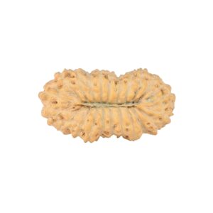 rudraksha_back_image-p_L_W.jpg 22 Mukhi Rudraksha 24.5mm 2.22gm - Rudraksha back