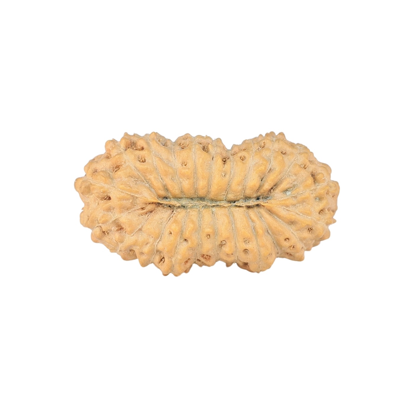 22 Mukhi Rudraksha 24.5mm 2.22gm - Rudraksha back