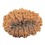 17 Mukhi Rudraksha 33mm 4gm - Rudraksha back