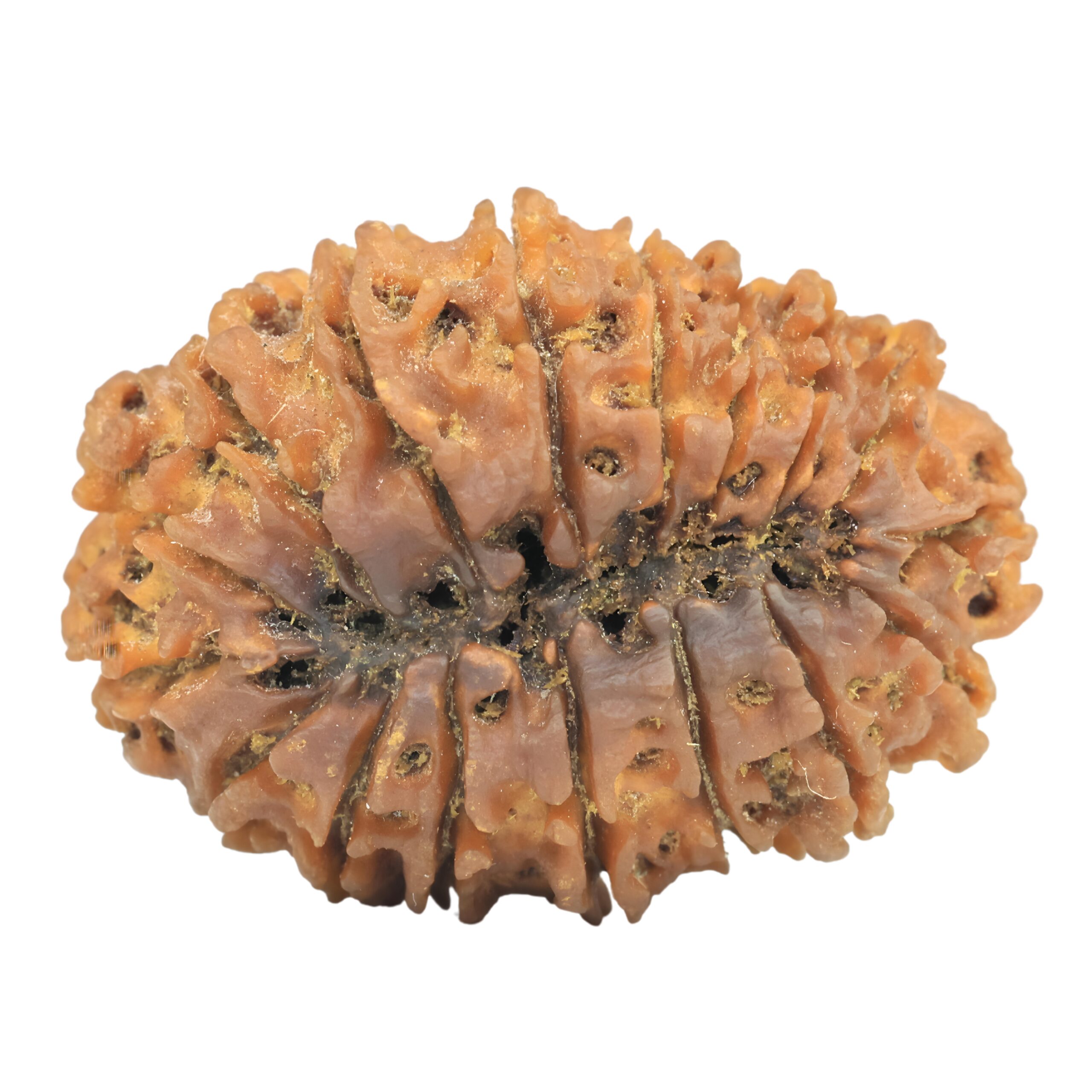 17 Mukhi Rudraksha 33mm 4gm - Rudraksha back