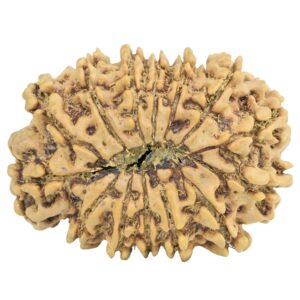 14 Mukhi Rudraksha 28.2mm 4gm - Rudraksha back