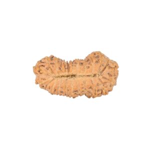 24 Mukhi Rudraksha 23.8mm 1.6gm - Rudraksha back