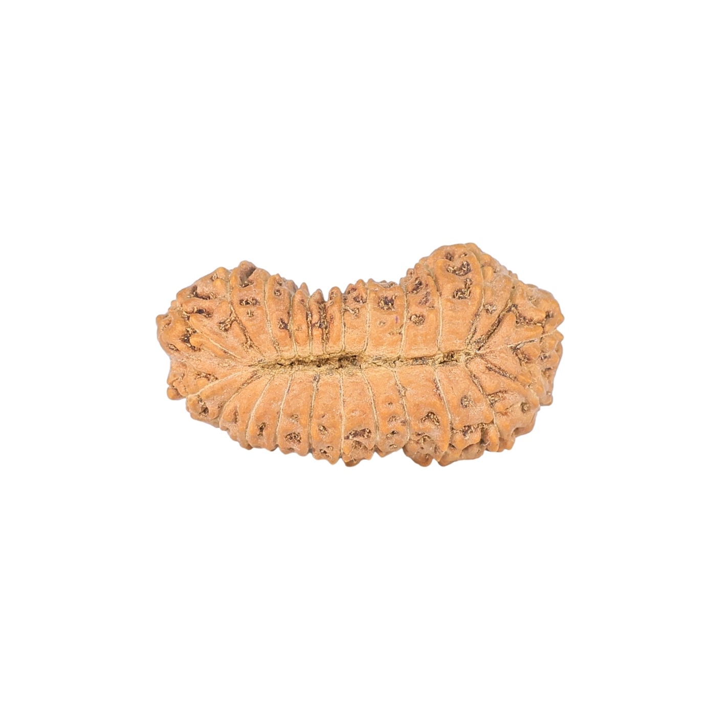 24 Mukhi Rudraksha 23.8mm 1.6gm - Rudraksha back