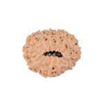 14 Mukhi Rudraksha 21.9mm 2.56gm - Rudraksha back