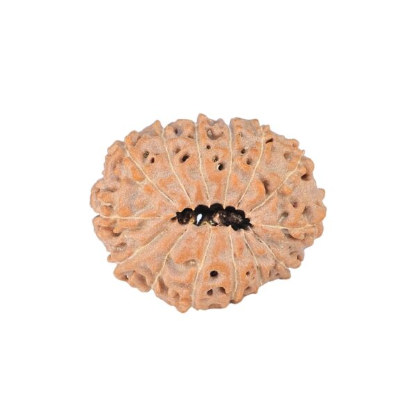 14 Mukhi Rudraksha 21.9mm 2.56gm - Rudraksha back