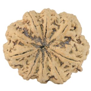 9 Mukhi Rudraksha 34.9mm 9.42gm - Rudraksha back