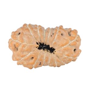 14 Mukhi Rudraksha 24mm 2.31gm - Rudraksha back
