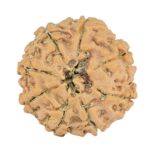 8 Mukhi Rudraksha 20.6mm 2.56gm - Rudraksha back