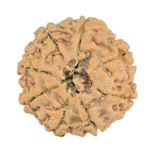 8 Mukhi Rudraksha 20.6mm 2.56gm - Rudraksha back