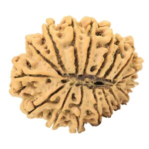 17 Mukhi Rudraksha 26.5mm 2.89gm - Rudraksha back