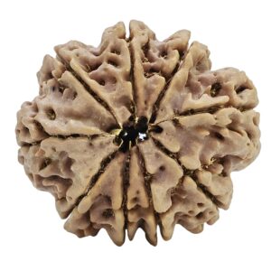 9 Mukhi Rudraksha 30.2mm 6.63gm - Rudraksha back