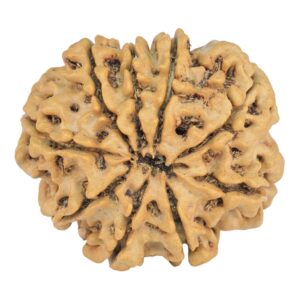 9 Mukhi Rudraksha 26.9mm 4.6gm - Rudraksha back