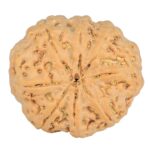 8 Mukhi Rudraksha 24.9mm 4.99gm - Rudraksha back