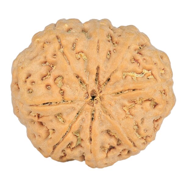 8 Mukhi Rudraksha 24.9mm 4.99gm - Rudraksha back
